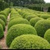 American boxwood or buxus plant