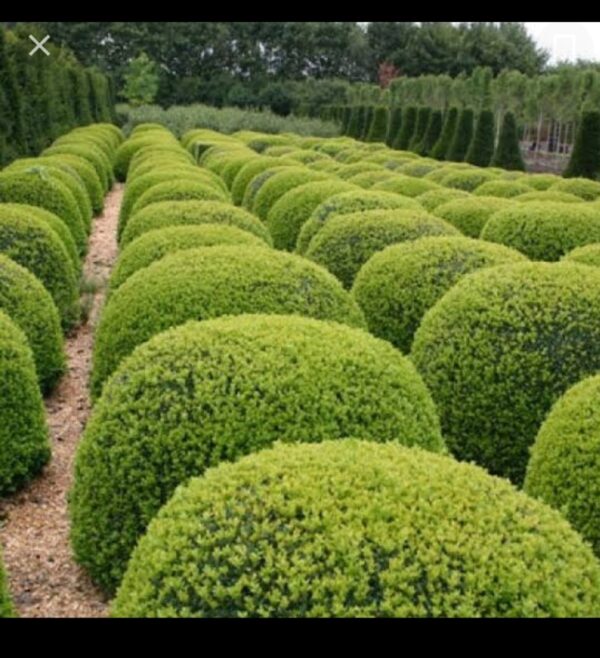 American boxwood or buxus plant