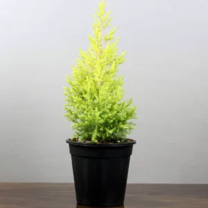 Buy Golden Cypress at best price online - Nursery Nisarga