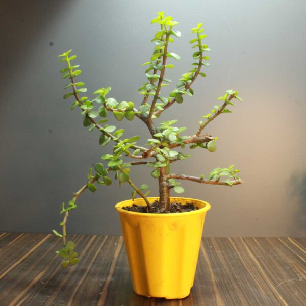 Buy Jade plant - Crassula Ovata online from Nursery Nisarga