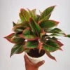 Buy Red Aglaonema, Siam Aurora - Lipstick Plant from Nursery Nisarga
