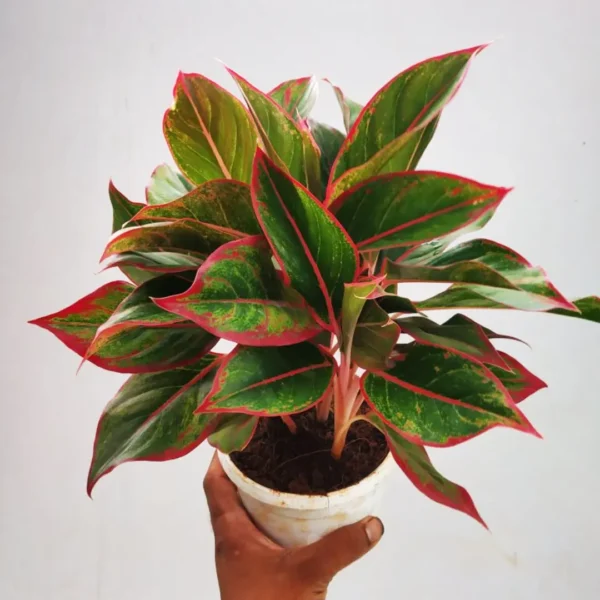 Buy Red Aglaonema, Siam Aurora - Lipstick Plant from Nursery Nisarga
