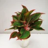Buy Red Aglaonema, Siam Aurora - Lipstick Plant from Nursery Nisarga