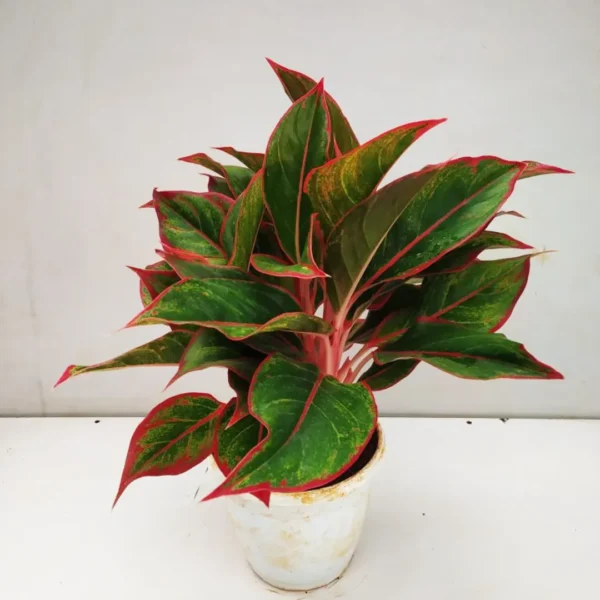 Buy Red Aglaonema, Siam Aurora - Lipstick Plant from Nursery Nisarga