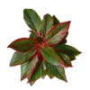 Buy Red Aglaonema, Siam Aurora - Lipstick Plant from Nursery Nisarga