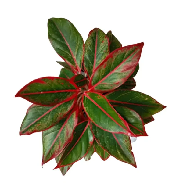 Buy Red Aglaonema, Siam Aurora - Lipstick Plant from Nursery Nisarga