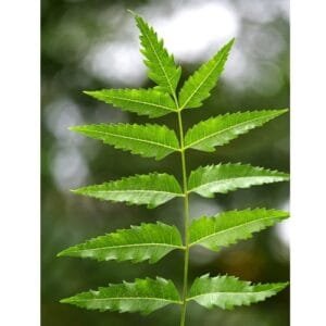 Neem Plant