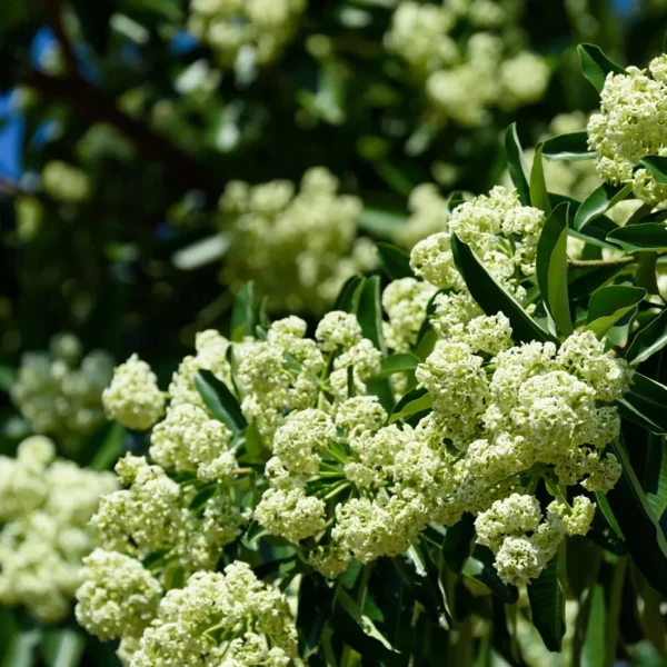 Buy Saptaparni, Dita, Alstonia scholaris - Plant Online From Nursery Nisarga