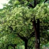 Buy Saptaparni, Dita, Alstonia scholaris - Plant Online From Nursery Nisarga