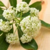 Buy Saptaparni, Dita, Alstonia scholaris - Plant Online From Nursery Nisarga