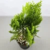 Buy Thuja , Golden Vidya Compacta (Morpankhi) Plant from Nursery Nisarga