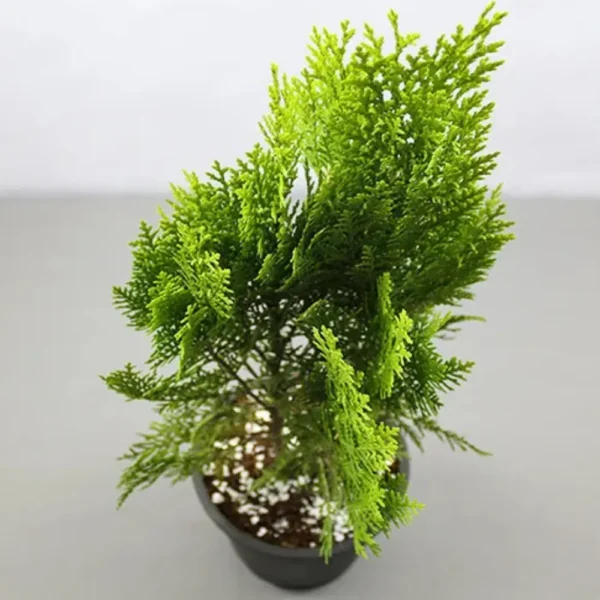 Buy Thuja , Golden Vidya Compacta (Morpankhi) Plant from Nursery Nisarga