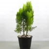 Buy Thuja , Golden Vidya Compacta (Morpankhi) Plant from Nursery Nisarga