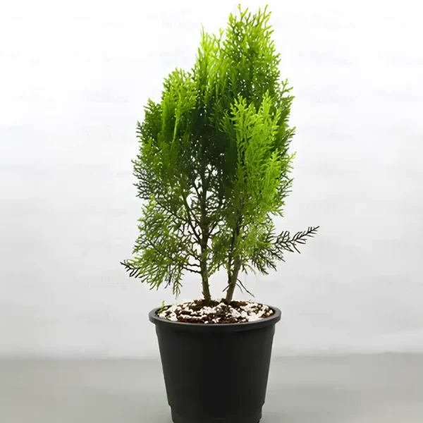 Buy Thuja , Golden Vidya Compacta (Morpankhi) Plant from Nursery Nisarga