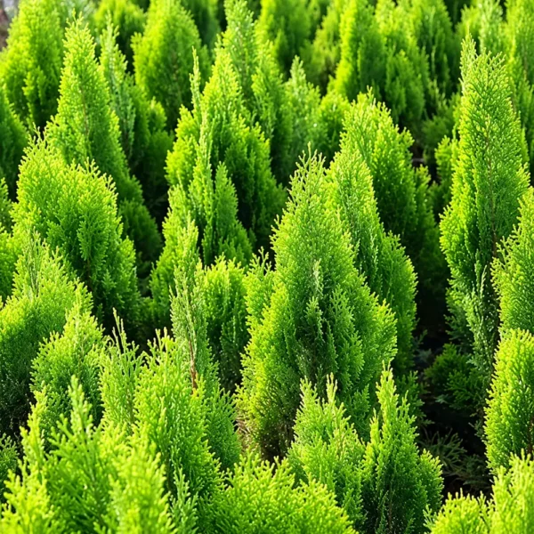 Buy Thuja , Golden Vidya Compacta (Morpankhi) Plant from Nursery Nisarga