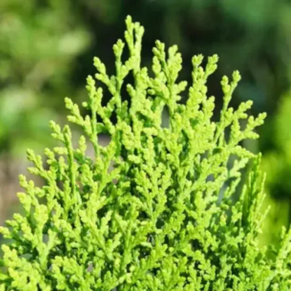 Buy Thuja , Golden Vidya Compacta (Morpankhi) Plant from Nursery Nisarga