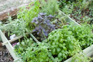 Tray Herb Garden