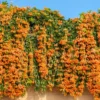 Buy Trumpet Vine Plant “flame vine”, Sankrant vel, begonia venusta from Nursery Nisarga