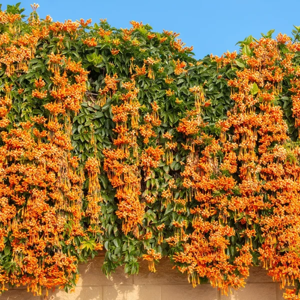 Buy Trumpet Vine Plant “flame vine”, Sankrant vel, begonia venusta from Nursery Nisarga