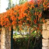 Buy Trumpet Vine Plant “flame vine”, Sankrant vel, begonia venusta from Nursery Nisarga