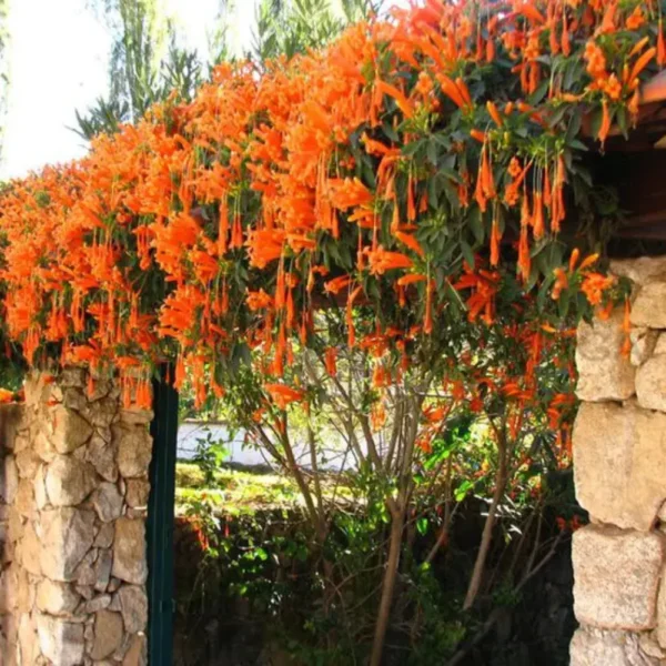 Buy Trumpet Vine Plant “flame vine”, Sankrant vel, begonia venusta from Nursery Nisarga