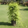 Buy Trumpet Vine Plant “flame vine”, Sankrant vel, begonia venusta from Nursery Nisarga