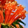 Buy Trumpet Vine Plant “flame vine”, Sankrant vel, begonia venusta from Nursery Nisarga
