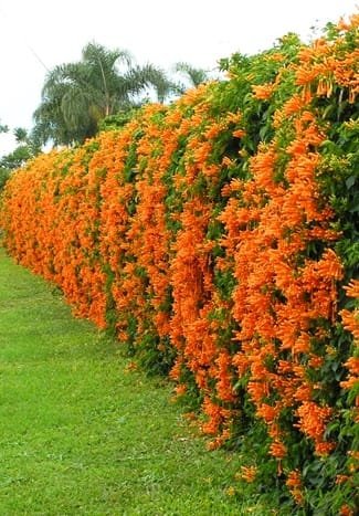 Buy Trumpet Vine Plant Orange Flower Online Nursery Nisarga Bhopal