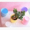 Table Top Plastic Pot for Home-Office 2