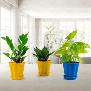 Air Purifier + Home Decorative 3 Indoor Plants Pack