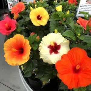 Buy Hibiscus multicolored plant online at Nursery Nisarga