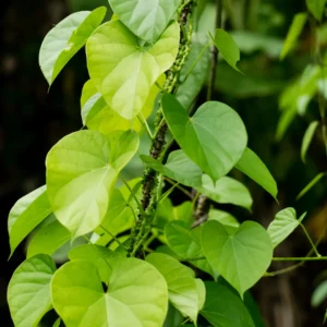 Buy Giloy plant - Tinospora cordifolia, Gulvel