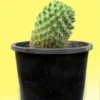 Cactus plant