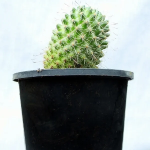 Buy Pincushion Cactus plant - Nursery Nisarga