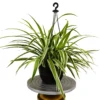 Buy Combo Plant Pack Of Spider Plant & Rubber Plant from nursery nisarga
