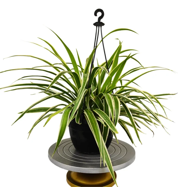 Buy Combo Plant Pack Of Spider Plant & Rubber Plant from nursery nisarga