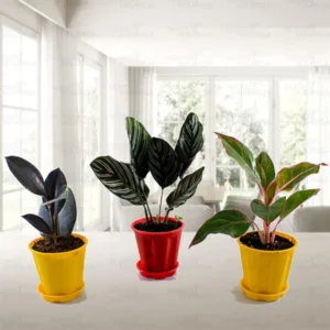 Top 3 Delightful Indoor Plants Pack
