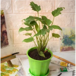 Buy Philodendron Xanadu, Best indoor foliage plant - Nursery Nisarga