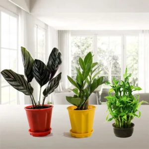 Best 3 Premium Decorative Plants for Home and Office