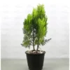 Buy Thuja Golden Vidya Plant At Nursery Nisarga