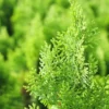 Buy Thuja Golden Vidya Plant At Nursery Nisarga