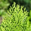 Buy Thuja Golden Vidya Plant At Nursery Nisarga