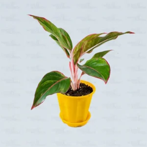 Buy Aglaonema red plant online