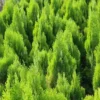 Buy Thuja Golden Vidya Plant At Nursery Nisarga