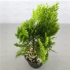 Buy Thuja Golden Vidya Plant At Nursery Nisarga