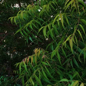 Buy Neem Tree Plant At Nursery Nisarga