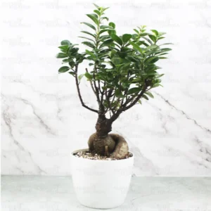 Buy Ficus Microcarpa, Ginseng Bonsai plant - Nursery Nisarga