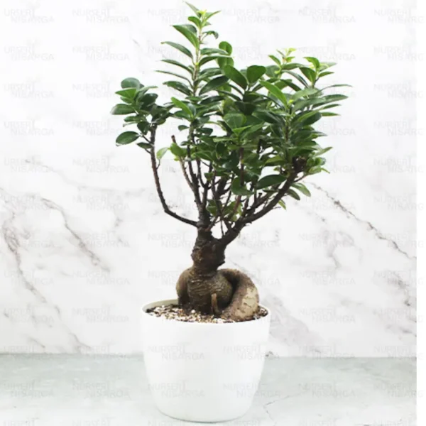 Buy Ficus Microcarpa, Ginseng Bonsai plant - Nursery Nisarga