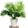 buy China Palm