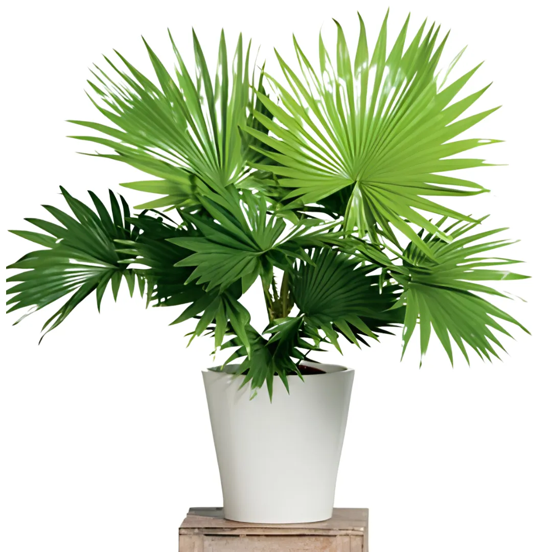 Mexican Fan Palm Leaf Stock Vector Images Alamy 55 OFF